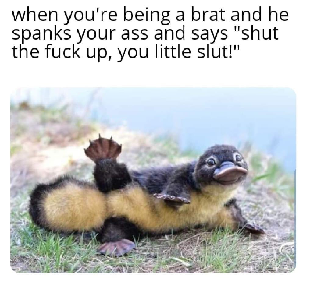 eggfoolyoung's tweet photo. #brat https://t.co/VNoy08wNqO