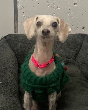 ScituateAnimalS's tweet photo. I have news!
I may have found a home for the holidays...and to spend my golden years (I'm 10).
Please keep your paws crossed for me! 
xxxx Miss Honey
#DogsofTwitter https://t.co/If8tbpdCb3