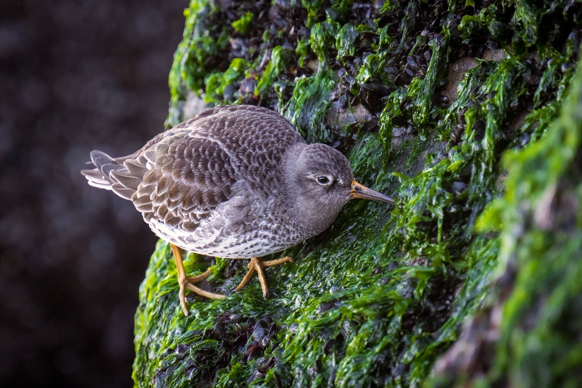 The Purple Sandpiper is a pot-bellied shorebird found along rocky Atlantic shorelines in the winter. 

Sandpipers walk along the slippery algae and seaweed-covered rocks looking for invertebrates like mussels, periwinkles, and small crabs! 

📷 + 💭: @TbWildlife

#DiscoveryCollab