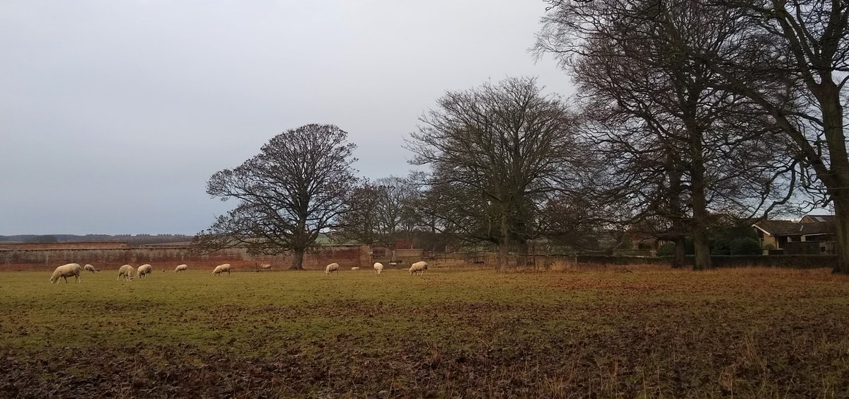 WaltonBob's tweet photo. Images from this afternoon's walk at Hutton Buscel. https://t.co/lRswXEDoK3