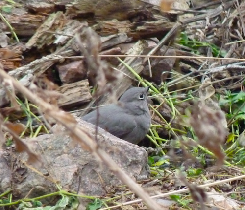 Seiurus's tweet photo. Here's a #TownsendsSolitaire taking a drink from spring a little further down the trail. https://t.co/1XIV8hzd0M