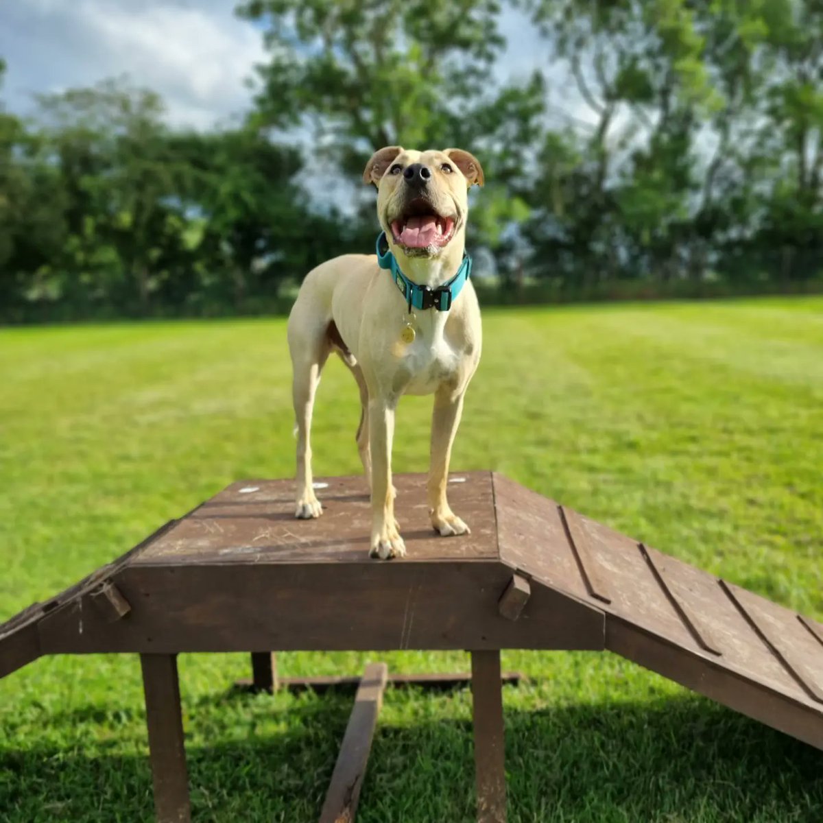 Happy birthday to this beautiful boy! 2 today 🥰