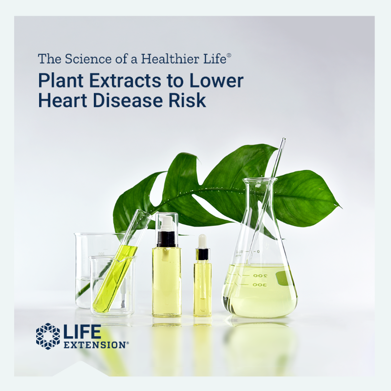 LifeExtension's tweet photo. Could gotu kola and pine bark extracts help reduce our risk of heart disease? Research says yes! 🙌 #gotukola #pinebark #hearthealth #heart #wellness #longevity #healthyheart