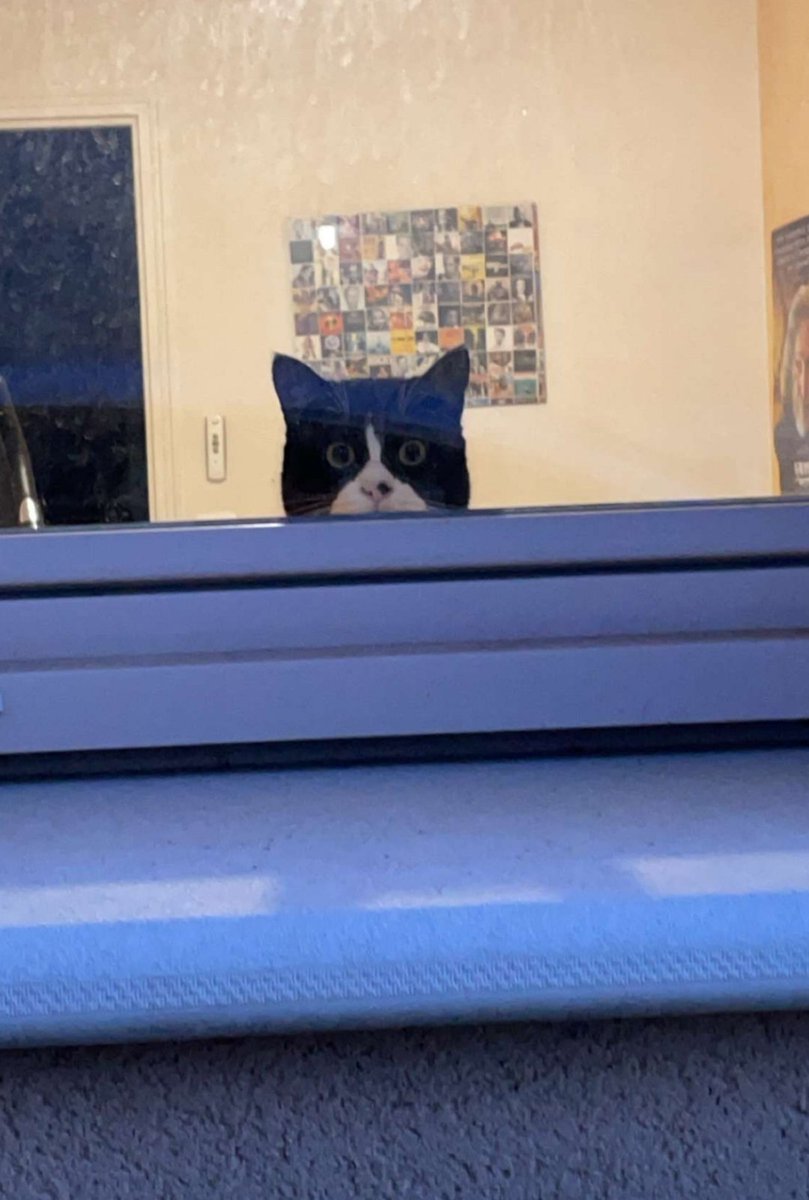 cecilonil's tweet photo. @tavujesus De l'autre côté du mur y a mon chat qui les regarde comme ça https://t.co/NiZy7yneQb