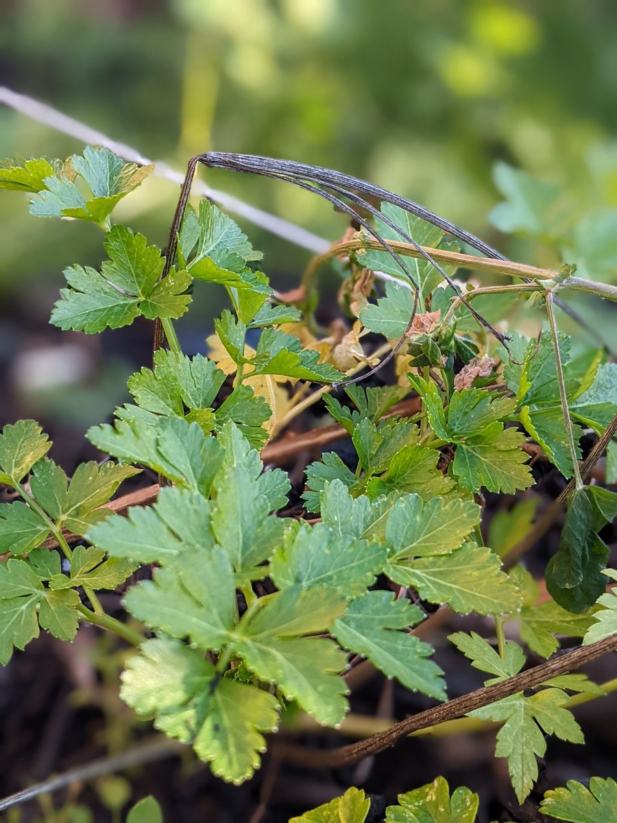 FSDGarden tweet media