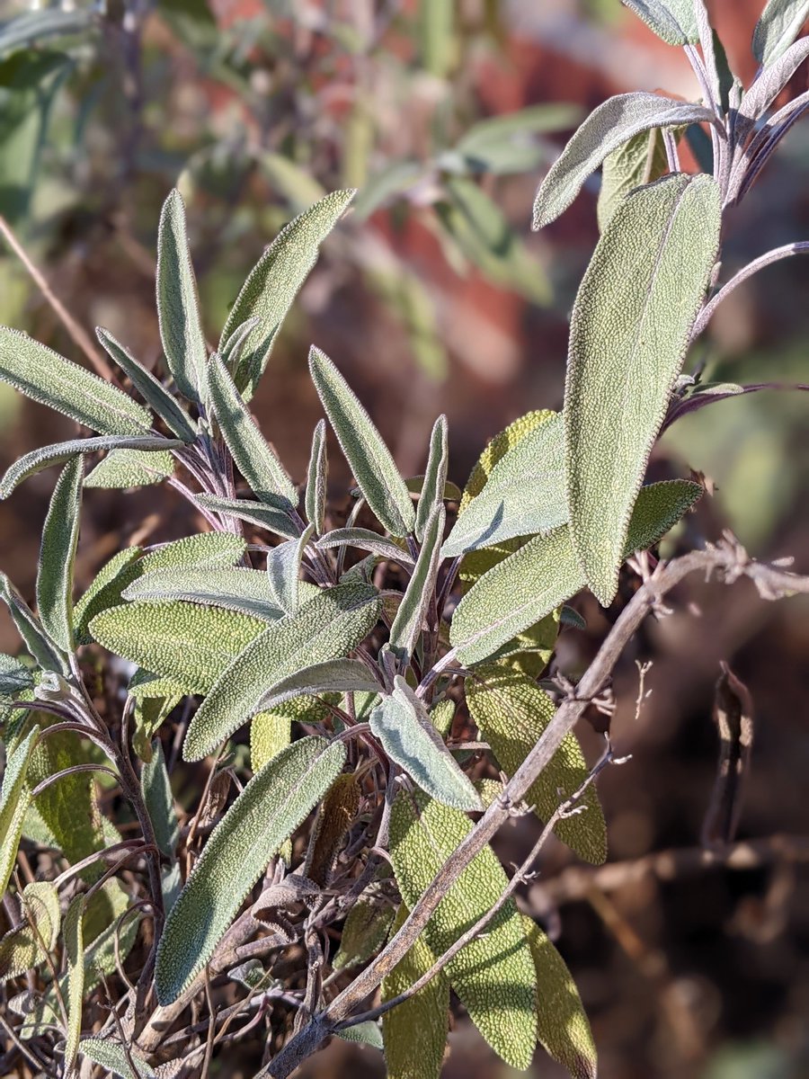 FSDGarden tweet media