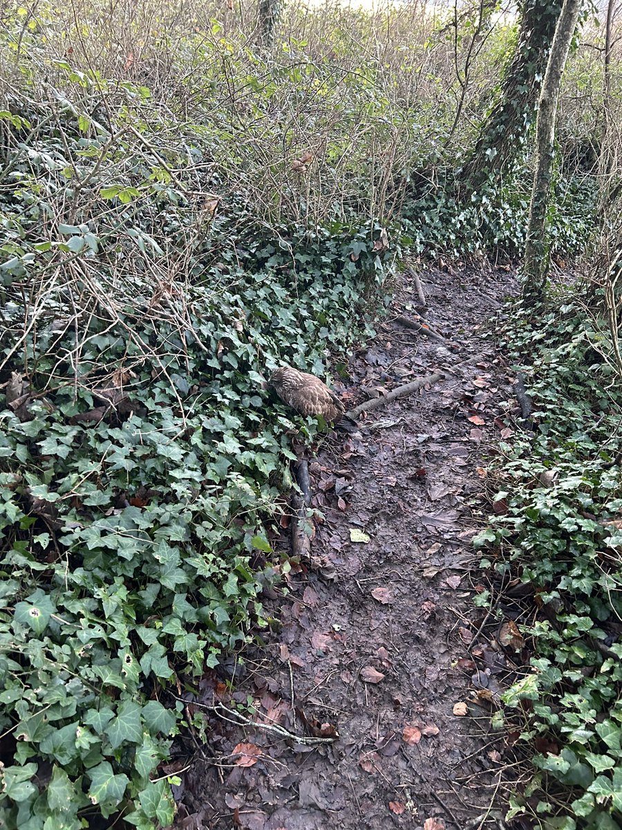 patchtee_o's tweet photo. @BirdWatchIE Just saw this guy on the side of a path in the woods at Rostellan in Cork. Didn’t move or twitch when my dog walked by. Is this normal or might he be injured? https://t.co/LKGQLJ3MuQ