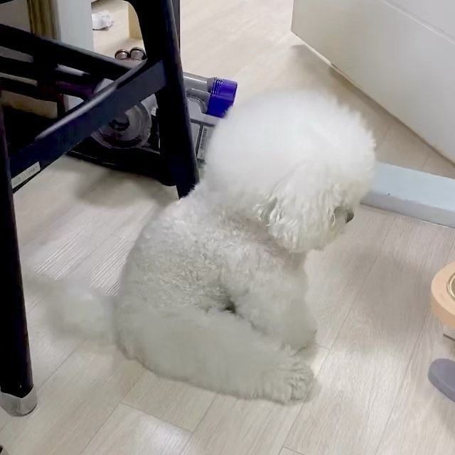 pupkoo !! tweet media