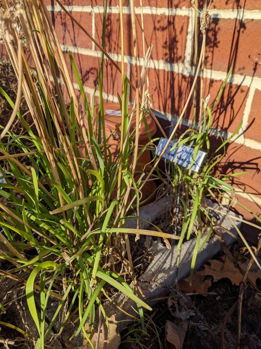 FSDGarden tweet media