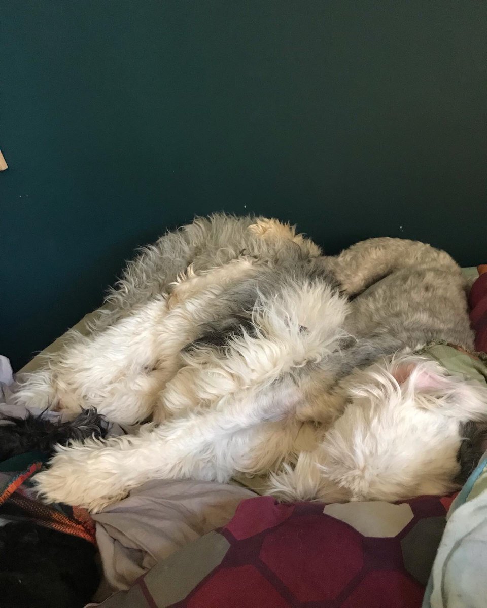 Corley & Huckleberry tweet media