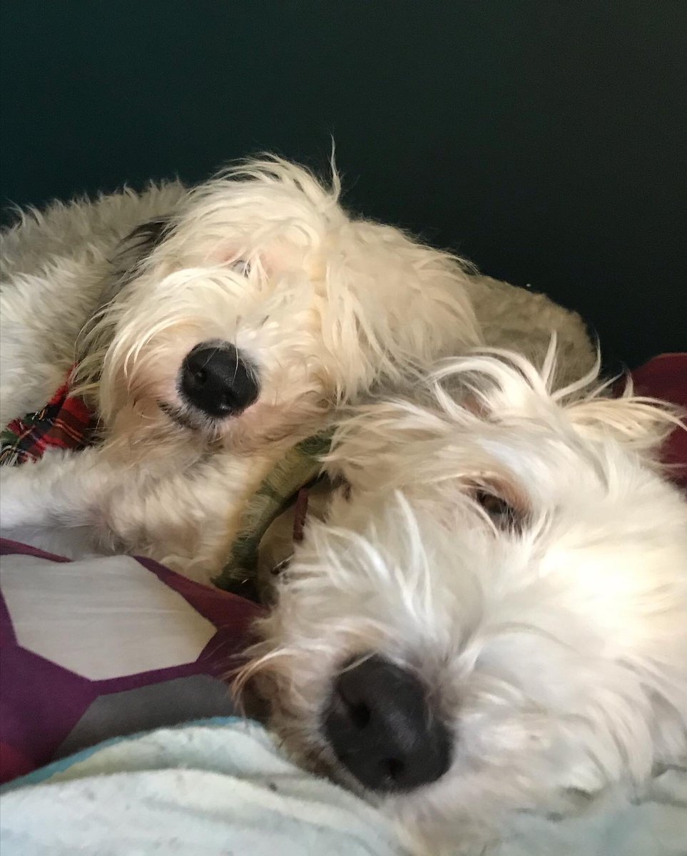 Corley & Huckleberry tweet media