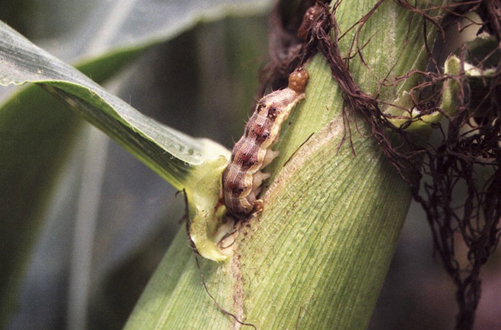 Brix is a measure of sugar content, &amp; when it comes to plants, the higher the Brix value, the more pest &amp; disease resistant the crop. <a href="/joegardener/">Joe Lamp'l</a> talks to Brix expert Thomas Dykstra, Ph.D. about the science &amp; significance of Brix for home gardeners. ed.gr/efsir