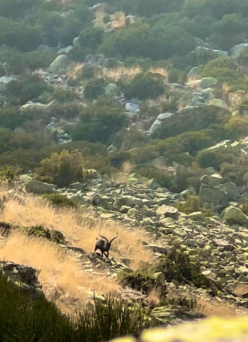 BeginnerHunters's tweet photo. This weather has me daydreaming of chasing Gredos Ibex https://t.co/j42wgYkdpH