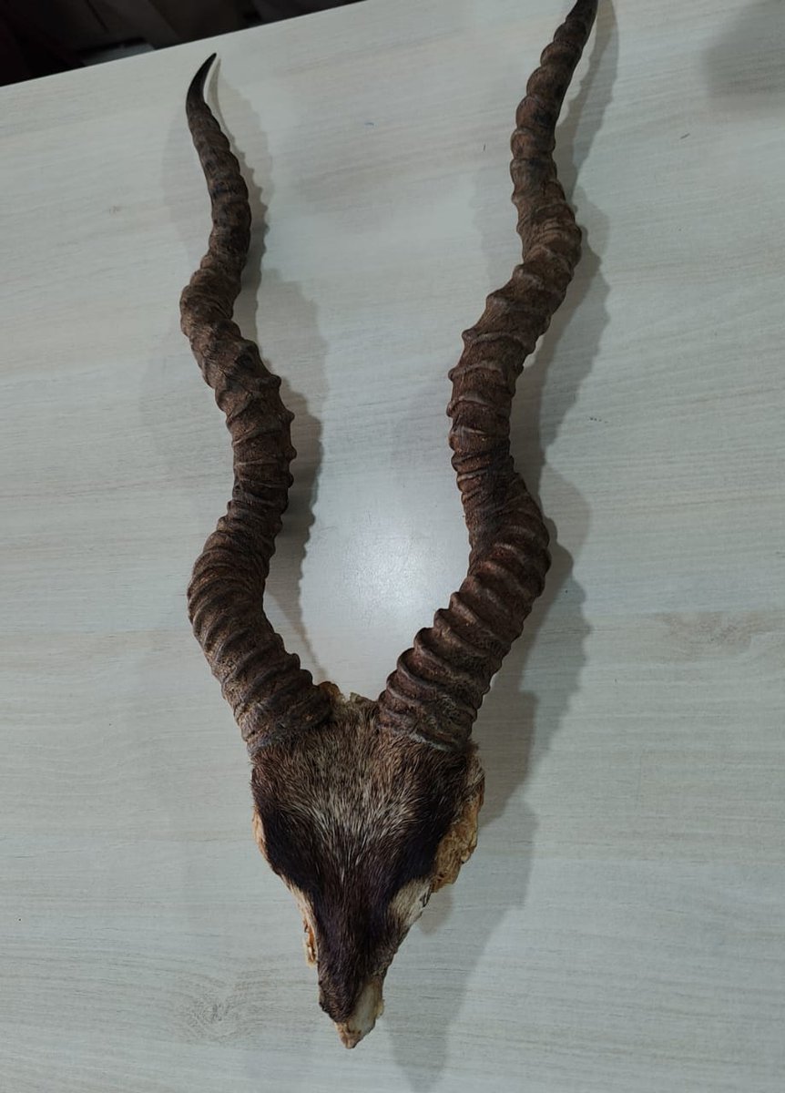 ArbaazTheGreat1's tweet photo. #Blackbug horns seized in a jt.operation by #CCS special zonal team & #forest officials raid at king kothi,1 person arrested.#Hyderabad https://t.co/4VmFTI5RoX