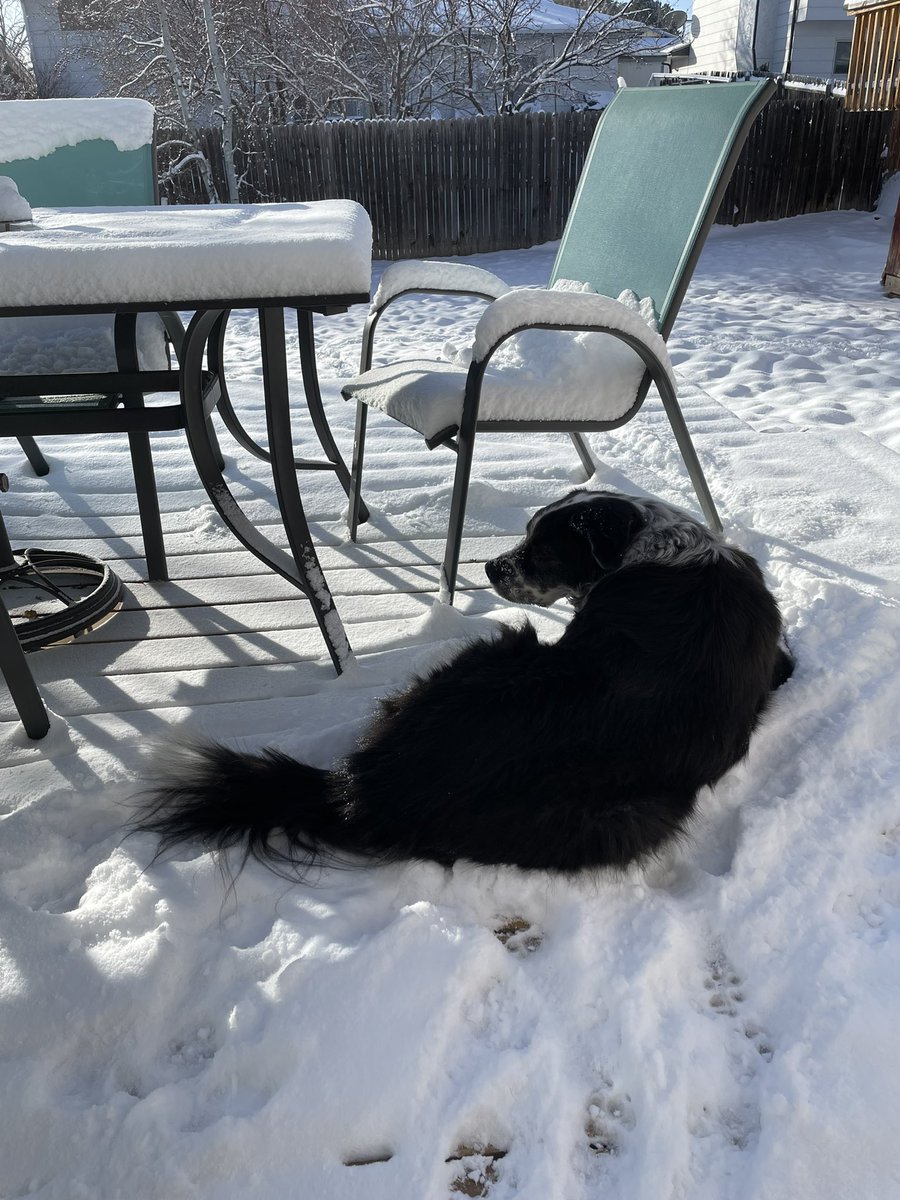 goavs925's tweet photo. Holy cold!!! Currently -10 degrees and she is perfectly happy just being outside in it. Crazy dog! #myolive #COwx #thisisridiculous https://t.co/fFoZHsuWLp