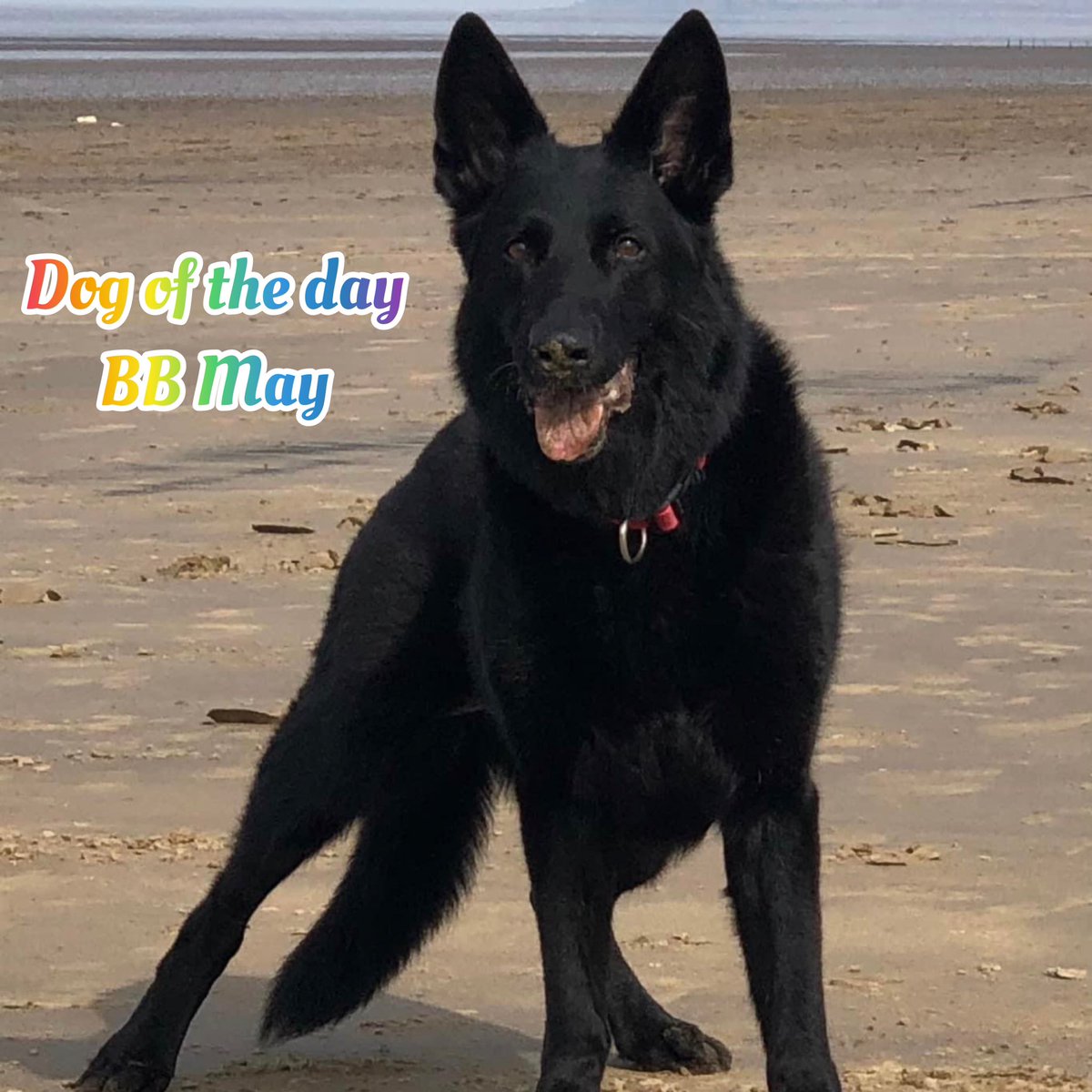 National K9 Memorial tweet media