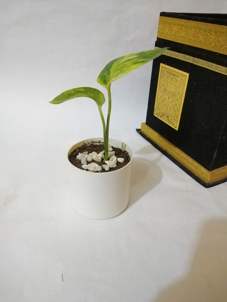 OrnamentalPlan1's tweet photo. اصيص ابيض ميني 
حلو جدا وينفع مع كل ألوان الديكور
بوتس مخطط 🌱
متوفر ❤️❤️ https://t.co/noN0GIK07D