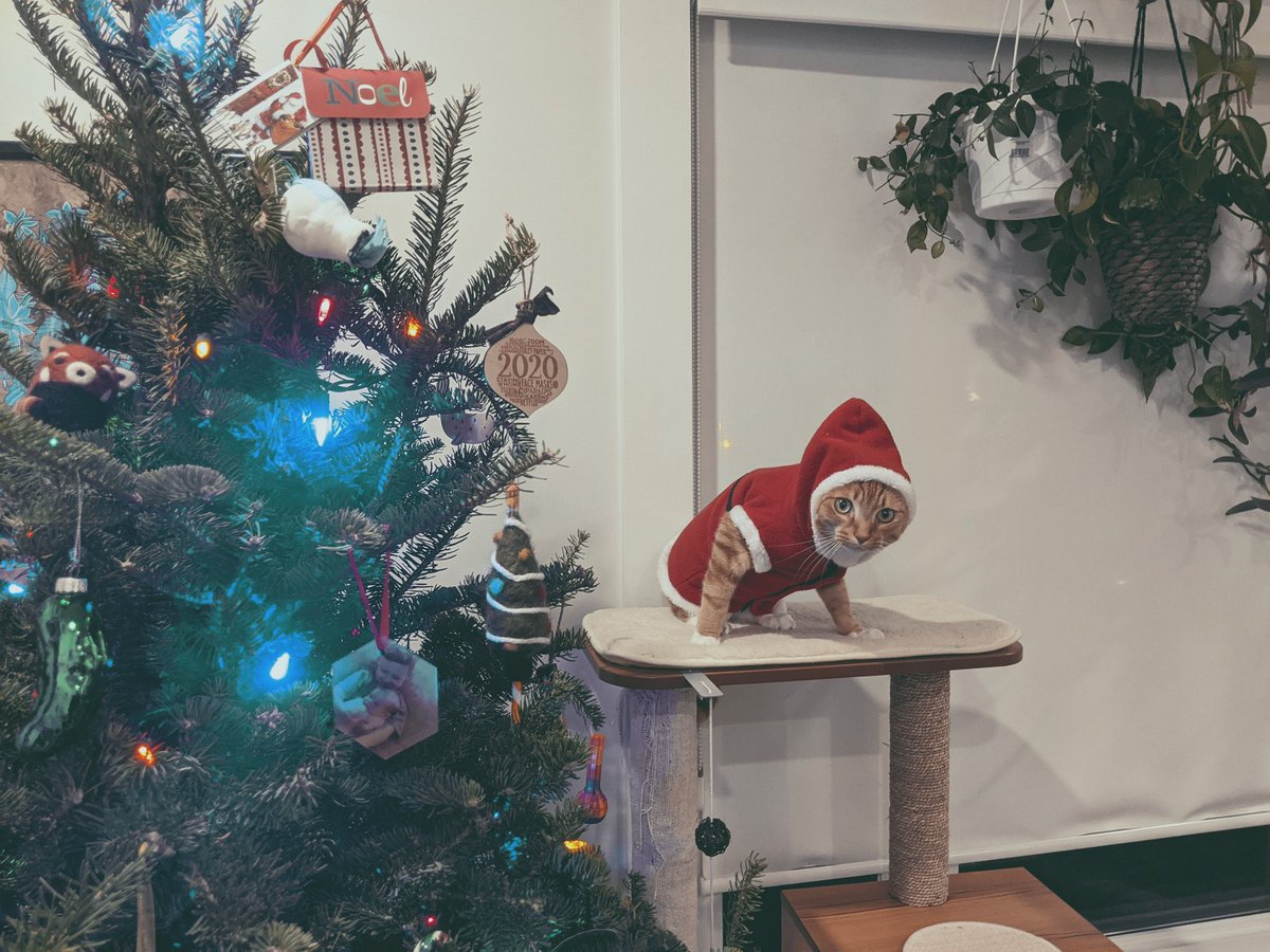 poorlycatdraw's tweet photo. what if I told you that santa is actually an orange cat 🐈 https://t.co/uXbOik27s0