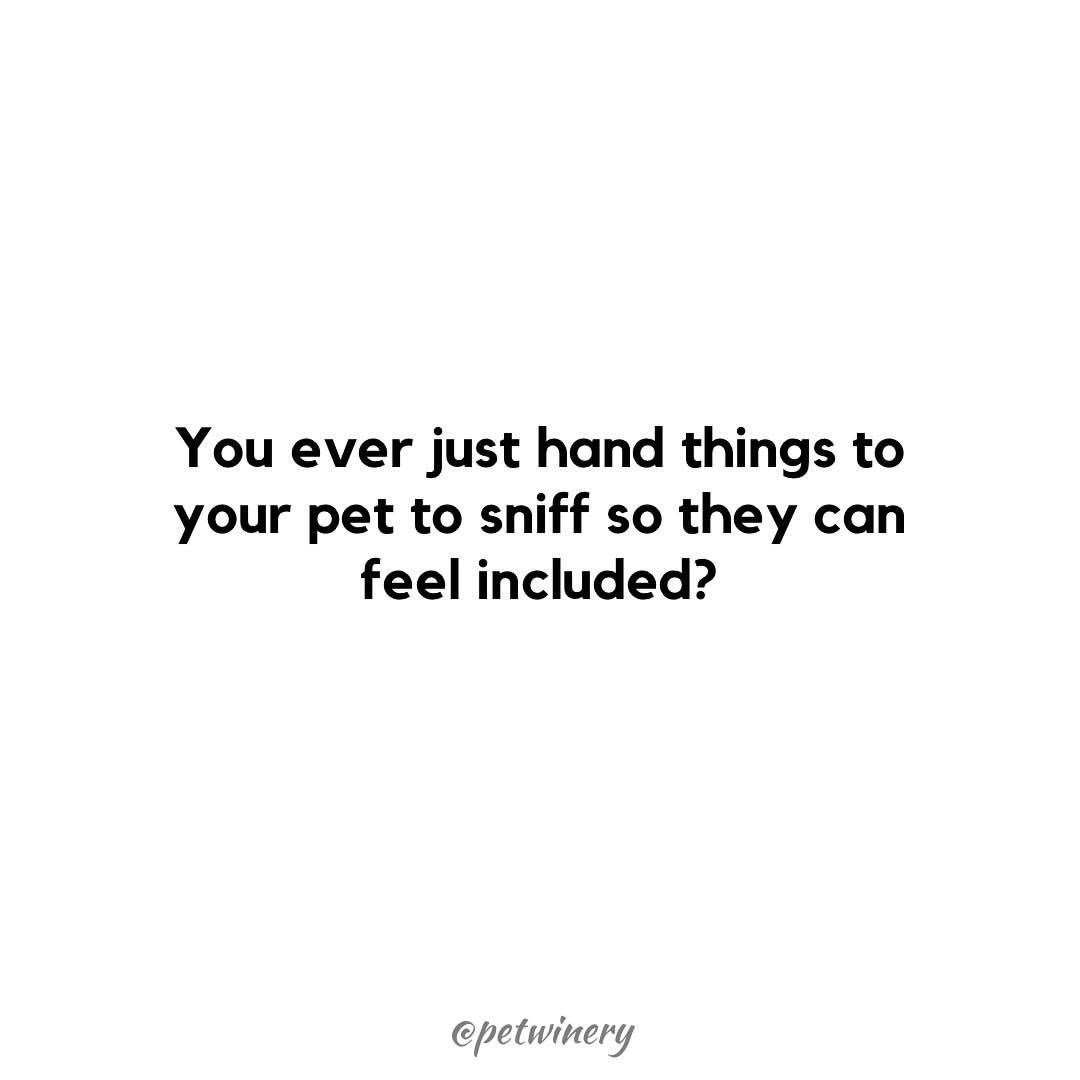 PetWinery tweet media