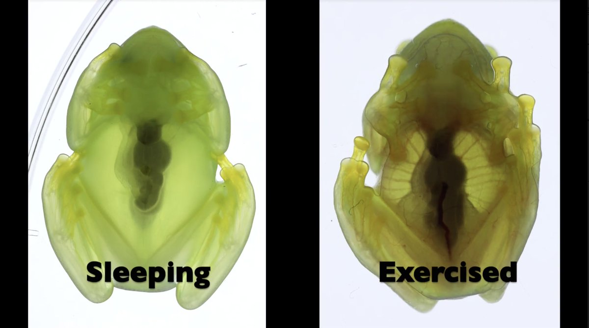 Jason Bittel (@bittelmethis) on Twitter photo 🤯THIS JUST IN🤯
When asleep, glass frogs HIDE THEIR RED BLOOD CELLS INSIDE THEIR LIVERS, which are covered in GUANINE-CRYSTAL DISCO MIRRORS that scatter light & make the frogs 2-3 TIMES MORE SEE-THROUGH.
🪩🪩🩸🩸🩸🐸🩸🩸🩸🪩🪩
Study in <a href="/ScienceMagazine/">Science Magazine</a> dx.doi.org/10.1126/scienc… 🤯THIS JUST IN🤯
When asleep, glass frogs HIDE THEIR RED BLOOD CELLS INSIDE THEIR LIVERS, which are covered in GUANINE-CRYSTAL DISCO MIRRORS that scatter light & make the frogs 2-3 TIMES MORE SEE-THROUGH.
🪩🪩🩸🩸🩸🐸🩸🩸🩸🪩🪩
Study in <a href="/ScienceMagazine/">Science Magazine</a> dx.doi.org/10.1126/scienc…