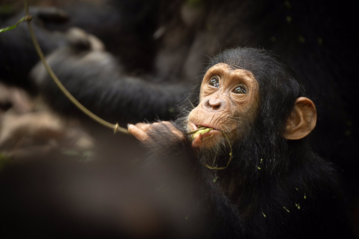 Vibrer d’émotion devant la beauté de la faune sauvage 🐘
Prendre conscience de l’urgence à préserver ce monde merveilleux... 

📍#InstinctAnimal
Rv mardi 27/12 à 21h sur @France2tv pour une immersion au cœur du Serengeti avec <a href="/TheDiegoBunuel/">Diego L. Buñuel</a> <a href="/CrosmaryPerrine/">Perrine Crosmary</a> <a href="/juliedebona/">julie de bona</a>
