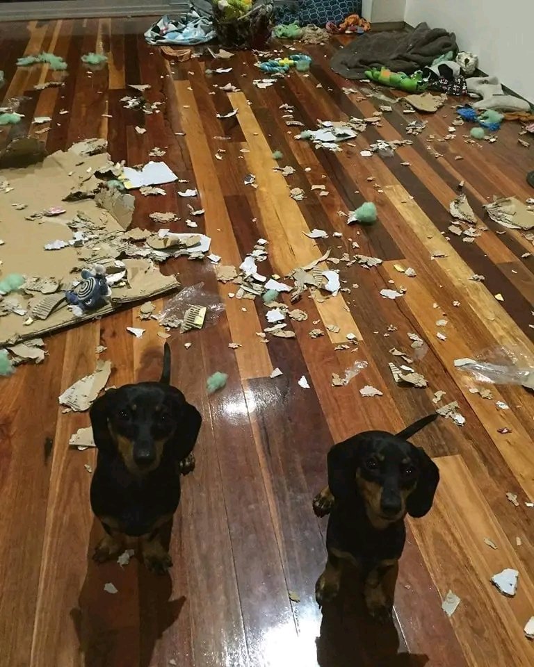 #dachshund #Dachshunds