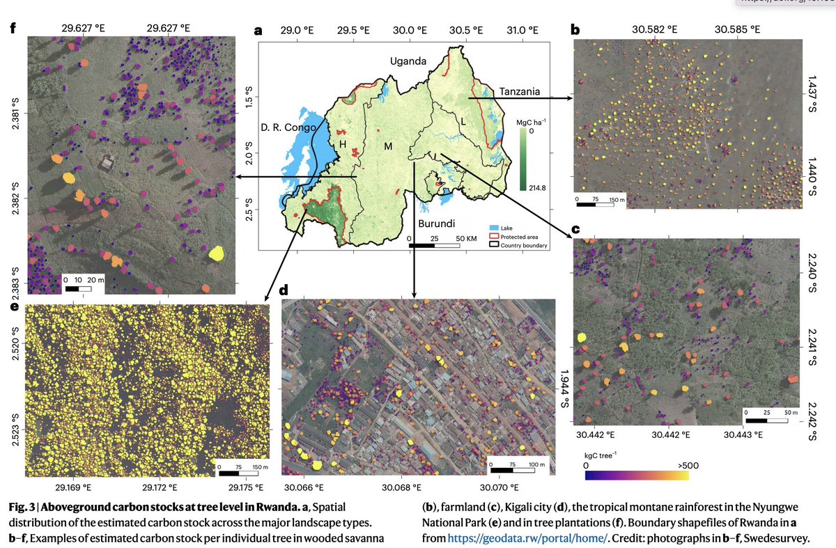 Philippe.ciais (@ciais_philippe) on Twitter photo 🌳 Breakthrough in carbon cycle research 🌳
Nation-wide mapping of tree-level carbon stocks in Rwanda 🇷🇼 👏 <a href="/mumaurice/">Maurice Mugabowindekwe</a> 👏 @matin_brand
Incredible <a href="/NatureClimate/">NatureClimate</a> paper using deep learning & computer vision to delineate each tree and weight its carbon
nature.com/articles/s4155… 🌳 Breakthrough in carbon cycle research 🌳
Nation-wide mapping of tree-level carbon stocks in Rwanda 🇷🇼 👏 <a href="/mumaurice/">Maurice Mugabowindekwe</a> 👏 @matin_brand
Incredible <a href="/NatureClimate/">NatureClimate</a> paper using deep learning & computer vision to delineate each tree and weight its carbon
nature.com/articles/s4155…