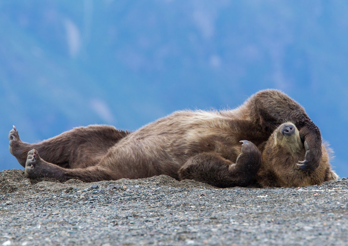 Like this if you want to sleep all day today 💤 📷: Erlend Krumsvik #Sleep #MondayMood #Animals #Wildlife #Photography