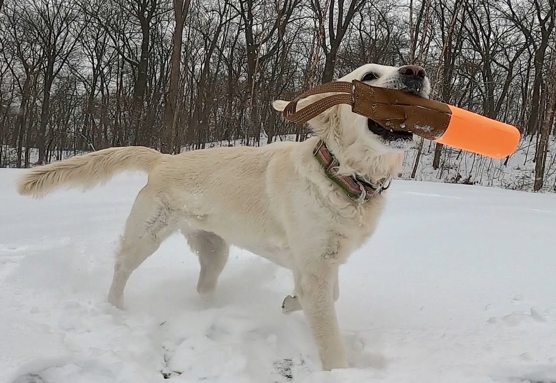 Layla the Dog tweet media