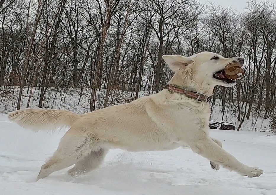 Layla the Dog tweet media