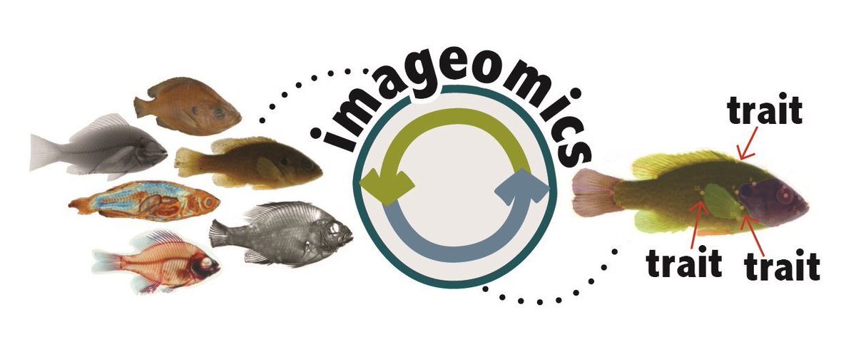 idbdeb's tweet photo. #PhD #job #machinelearning #imageomics #coolstuff #fish #traitdata Rare chance to join a fun team @Tulane looking to reveal biological knowledge "hidden" in images. Goal: extract fish trait data from images. Hooked? See https://t.co/kKM79uS9TI contact https://t.co/ibkDSaLePY RT! https://t.co/z06olDnwgT