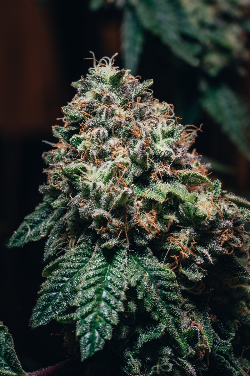 StoneGrove tweet media