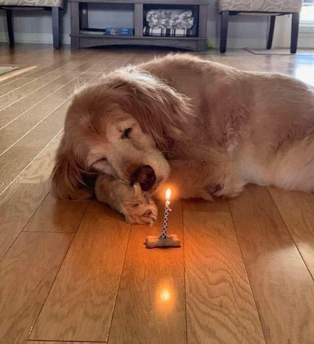 Dog Lovers tweet media