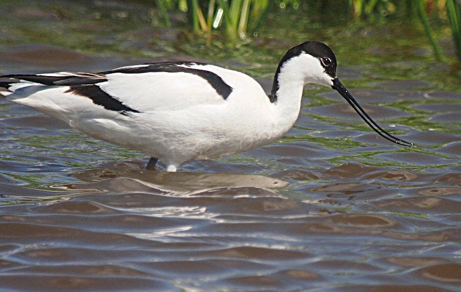 JRAGUJEROS's tweet photo. La avoceta, inconfundible con su pico fino y curvado #Aves #pajareando #depajareo #birds #birdwatching #fotografia #humadales #naturaleza https://t.co/bpay5Cxu2N