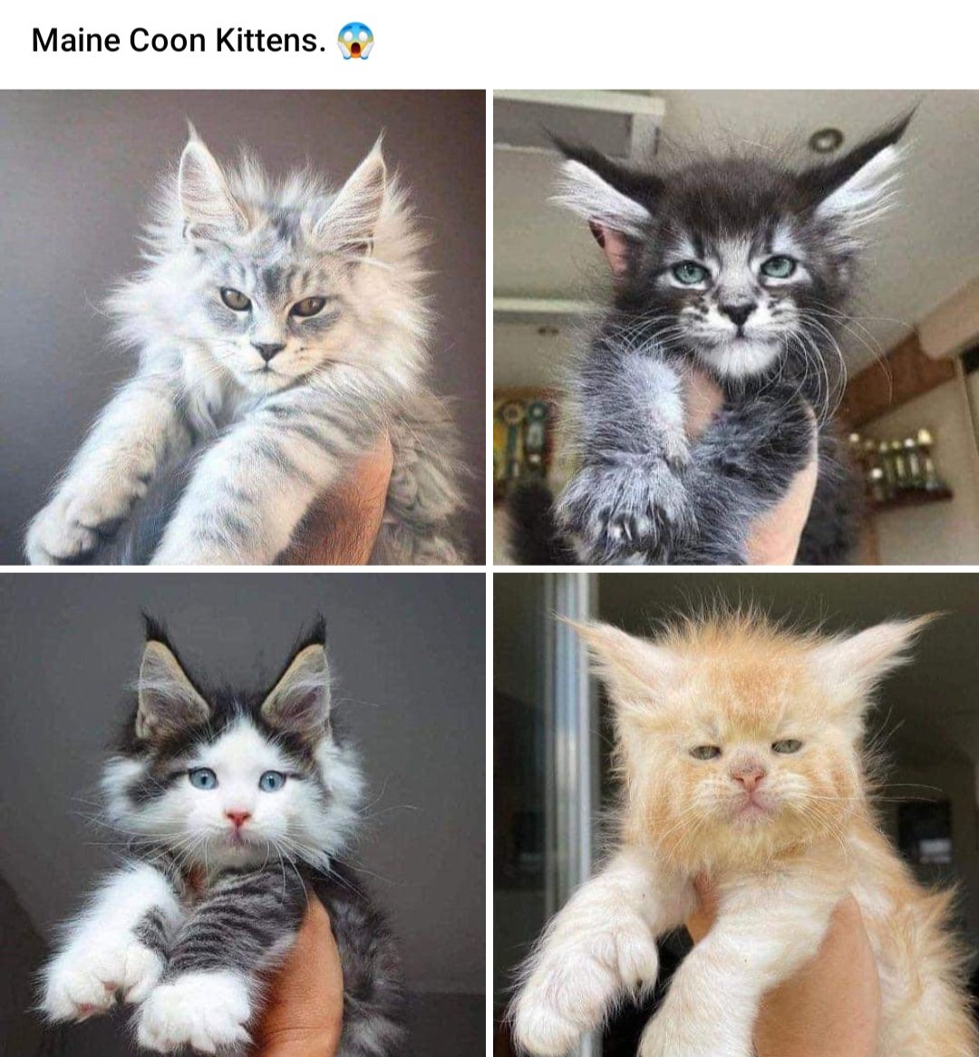 LostInTheMitten's tweet photo. The thing about being an adult is you can buy what you want. No one can stop you. I need to have an intervention with myself. I. Do. Not. Need. A. Maine. Coon. Kitten. #butlookatthem #cutenessoverload https://t.co/fjW04KYLdG