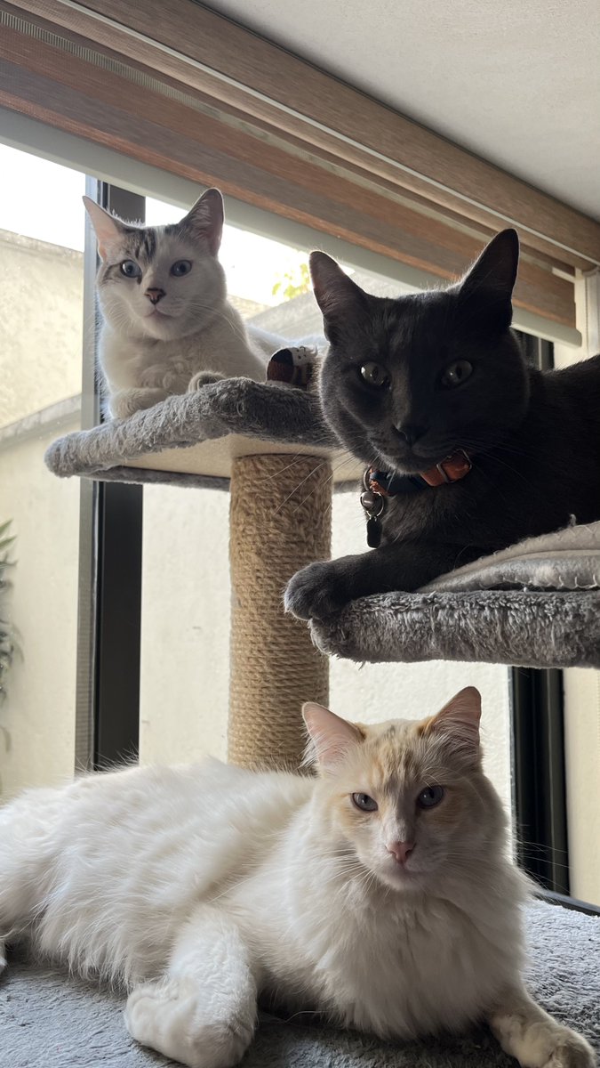CottyChief's tweet photo. ¡Anuncio importante!
El #PawTeam está de regreso en casa con Karen, Raul y Karencita! 🐱🐾🙀 #CatsofTwittter #Chepe #Cotty @_OlivertheCat #NosRaptaron #EstamosTodos #YaRegresamos #PurasTravesuras #NiModoOliver #EresMuyVago #TeAcuerdasDeTuMueble #VasADisfrutarEsteTecho https://t.co/fEfubGjofq