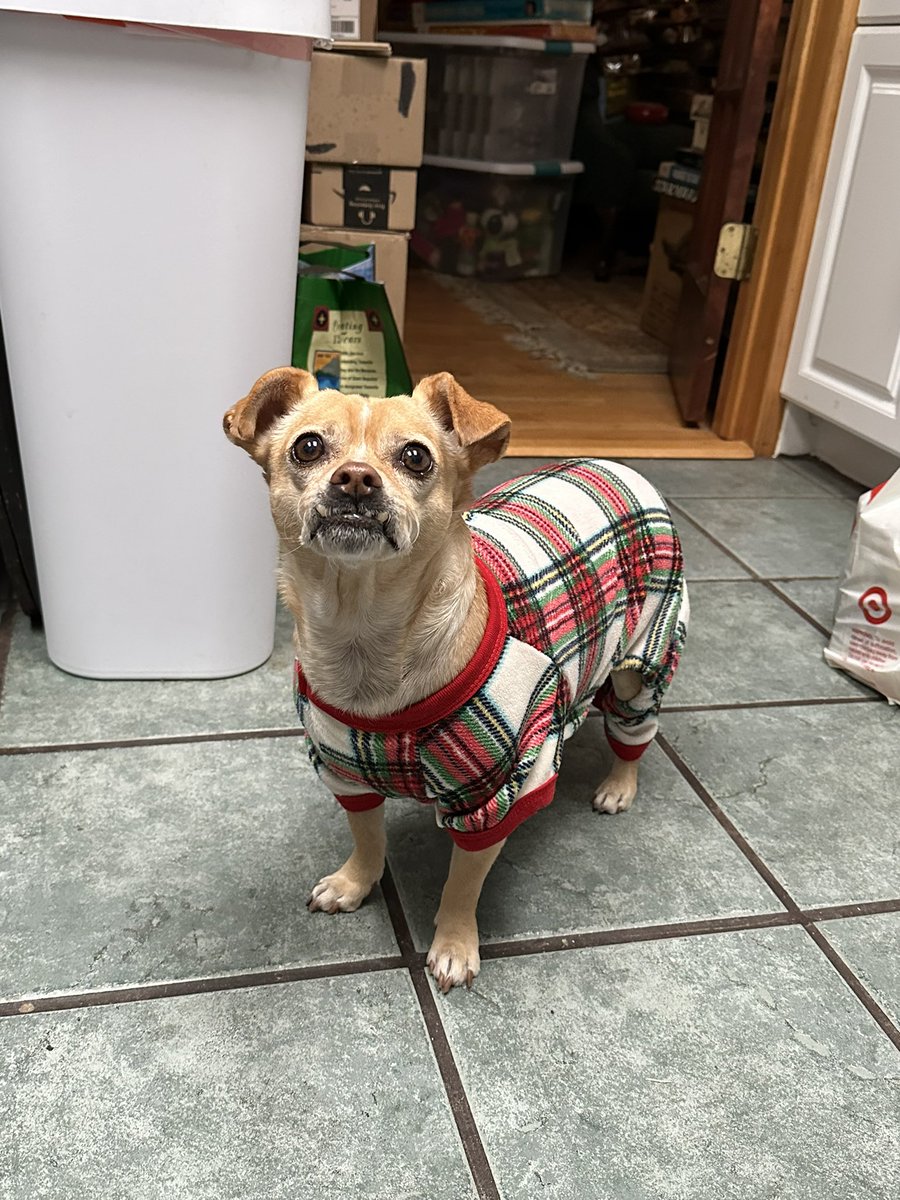 taydertot's tweet photo. Hank got a new Christmas onesie 🥺 https://t.co/RI2MvxyFZT