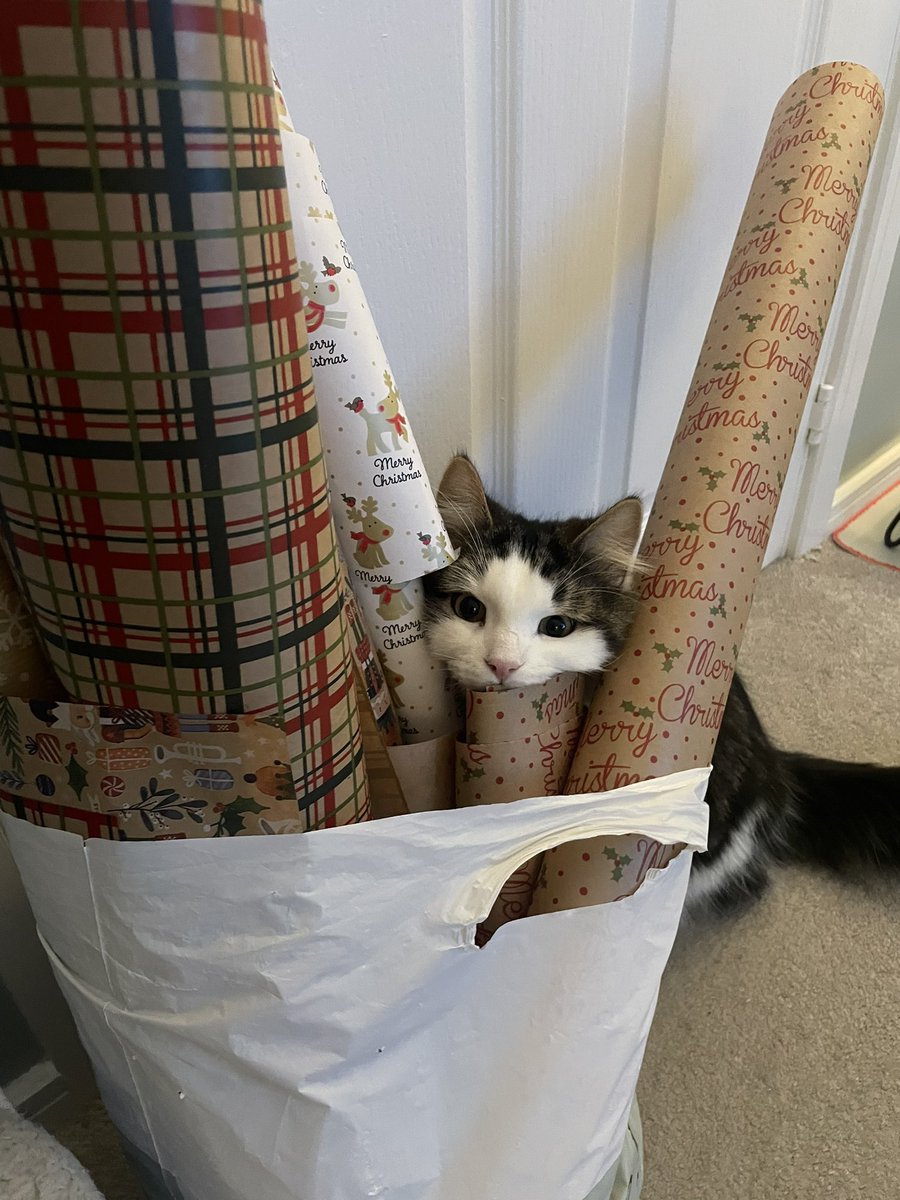 โช่ยโด้ย on Twitter "RT weirdlilguys where presents?????"