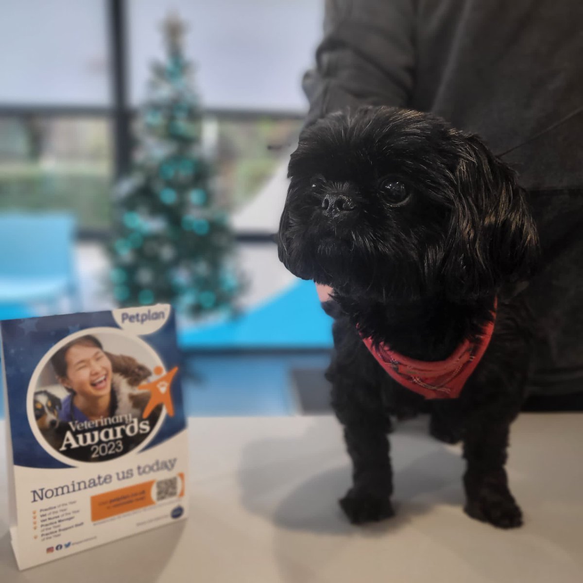 AnimorVets's tweet photo. 🎄Meet Ebony and Coco! We have no words here at Animor Ellesmere Port except... Cuteness Overload! https://t.co/Q0sNO3nWON