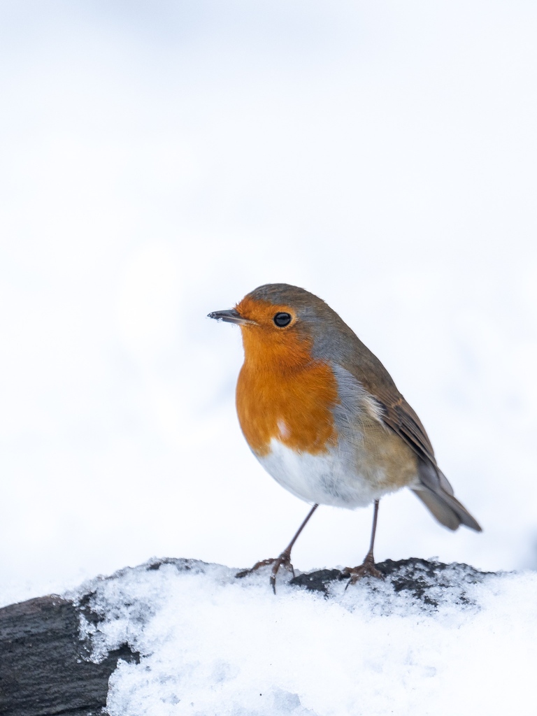 Fotospeed's tweet photo. Showcasing another #FSFotocards competition winner 🏆
📸 @Z70PHOTO
📍 Staffordshire
Sony A7iii
"A robin in the snow, what could be more Christmasy?" 🎅
#winner #competition #landscapephotography #outdoorphotography #birdphotography #birdscape #robin #snow #christmas #winter https://t.co/4L1MtYECVV