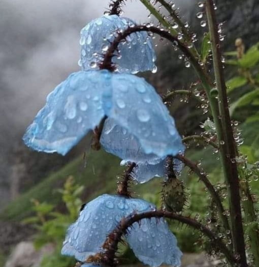 jimrosecircus1's tweet photo. Blue poppies in the rain. https://t.co/hVocE8qhO7