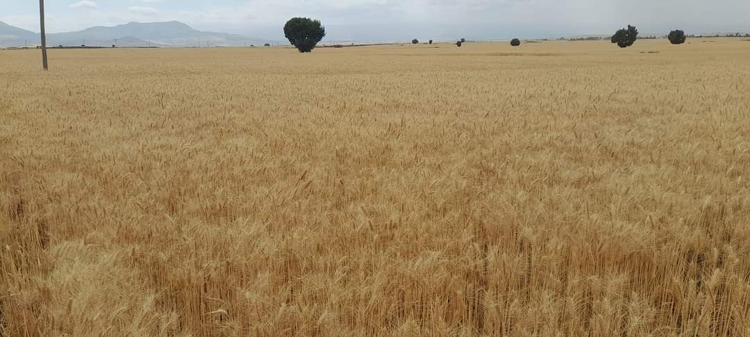 EthioMerej's tweet photo. Future of ๐ช๐น,Ensuring Our Four Goals
#EnsuringFoodsecurity!!
#ImportSubstitution!!
#IncreasingExport!!
#RealizingOurCommonProsperity goals!!
๐๐๐
Bale Zone,Sinana District Salka Farmers Village massive and Impressive Summer wheta Cluster is ready for harvesting !!
#Unity https://t.co/FGxue8g2ut