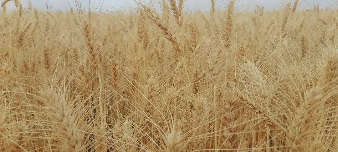 EthioMerej's tweet photo. Future of ๐ช๐น,Ensuring Our Four Goals
#EnsuringFoodsecurity!!
#ImportSubstitution!!
#IncreasingExport!!
#RealizingOurCommonProsperity goals!!
๐๐๐
Bale Zone,Sinana District Salka Farmers Village massive and Impressive Summer wheta Cluster is ready for harvesting !!
#Unity https://t.co/FGxue8g2ut