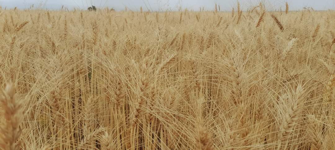 EthioMerej's tweet photo. Future of ๐ช๐น,Ensuring Our Four Goals
#EnsuringFoodsecurity!!
#ImportSubstitution!!
#IncreasingExport!!
#RealizingOurCommonProsperity goals!!
๐๐๐
Bale Zone,Sinana District Salka Farmers Village massive and Impressive Summer wheta Cluster is ready for harvesting !!
#Unity https://t.co/FGxue8g2ut