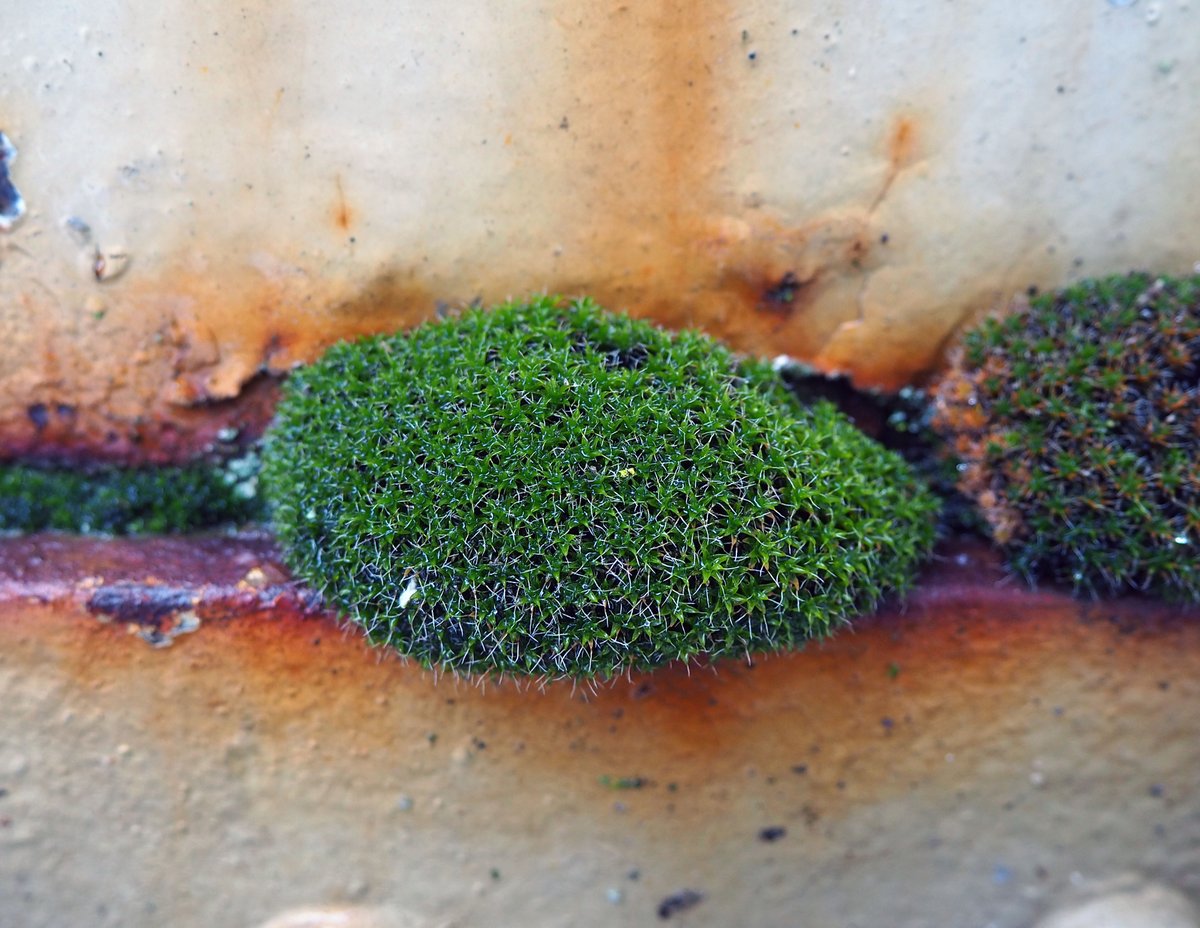 awkwardbotany's tweet photo. moss gathering on a smokestack #greenthings https://t.co/KImgjdwhZr