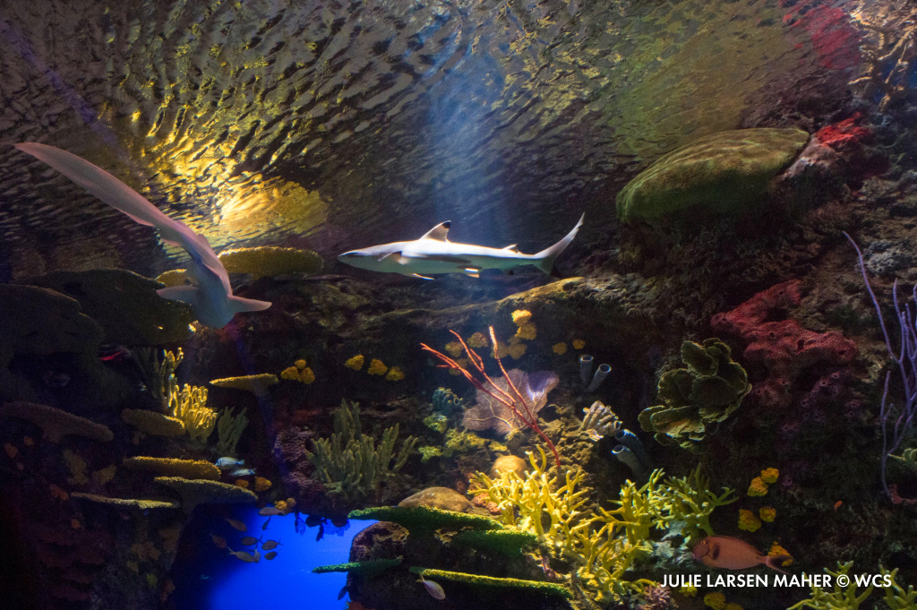 New York Aquarium on Twitter "New York City has its fair share of