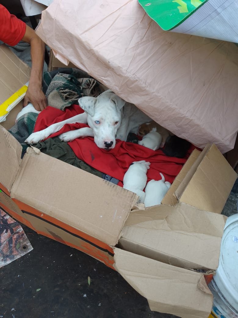 laLlamaqueShama's tweet photo. SOS, @LetyVarela @PAOTmx  se necesita apoyo estos perritos y a mamá estan afuera del metro Chabacano,  una persona en situación de calle no los quiere entregar, ya mató a 2 de ellos, ya hay hogar temporal para la madre y los bebés pero necesitan apoyo para retirarlos 55 6182 7286 https://t.co/5n6IVzip0Z