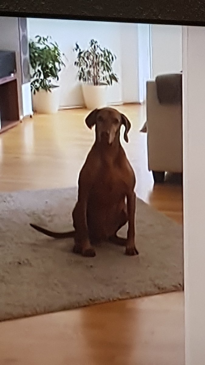 Hubi 😻
#dasperfektedinner