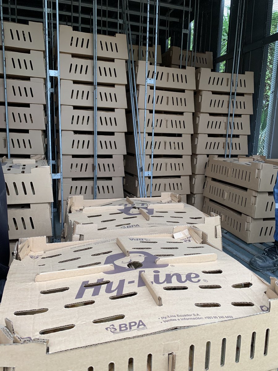 granjabila's tweet photo. Pollitas ponedoras #hyline llegando a nuestras instalaciones. https://t.co/iR4CnEL3Ue