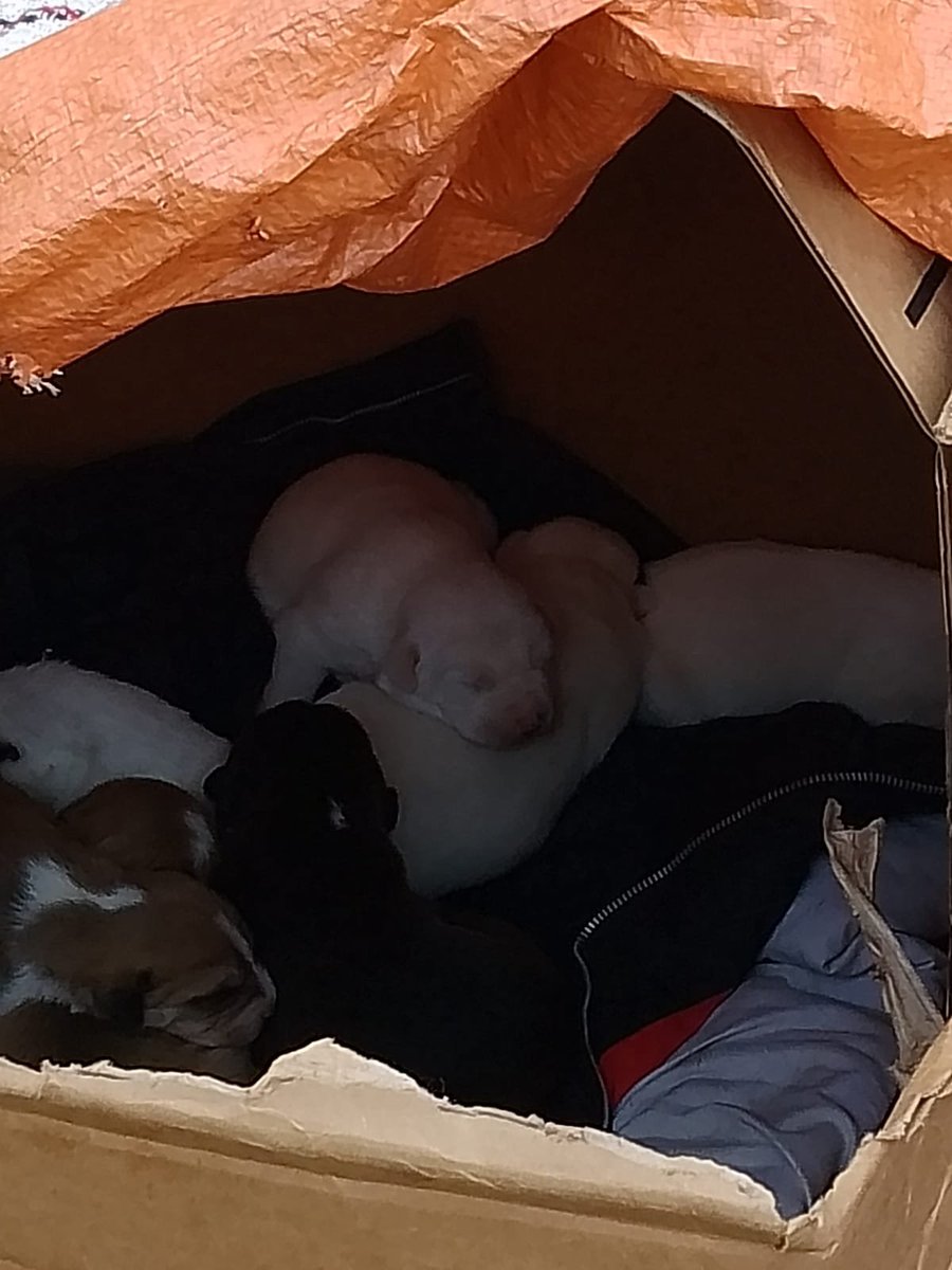 laLlamaqueShama's tweet photo. SOS, @LetyVarela @PAOTmx  se necesita apoyo estos perritos y a mamá estan afuera del metro Chabacano,  una persona en situación de calle no los quiere entregar, ya mató a 2 de ellos, ya hay hogar temporal para la madre y los bebés pero necesitan apoyo para retirarlos 55 6182 7286 https://t.co/5n6IVzip0Z